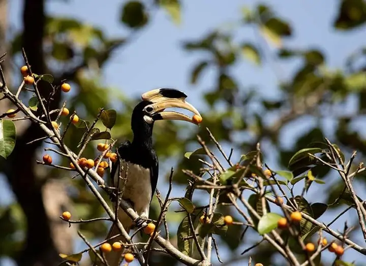 African Pied Hornbill